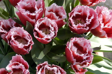 feather tip tulips
