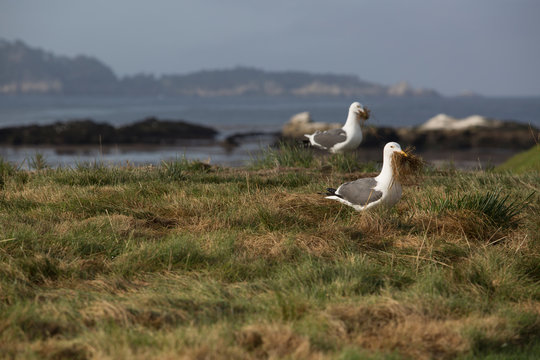 Seagulls gathering nesting material on California coast