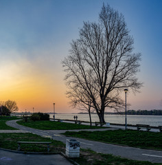 tree in park