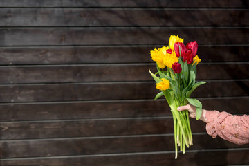 Bouquet of yellow and red tulips in female hand on a dark brown wooden background. Festive concept. Space for copy space.