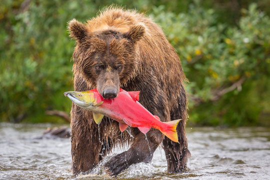 Brown bear with salmon, Alaska, USA