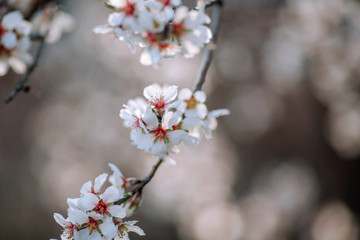A branch of a blossoming tree with white flowers. The beginning of spring. Spring concept.