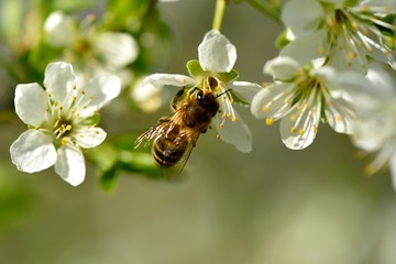 Abeille butinant