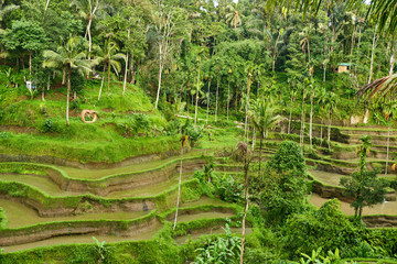 Rice plantations in Bali.