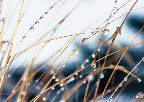 Morning dew on the mountain grass