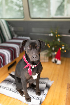 Dog sitting in van in front of small Christmas tree
