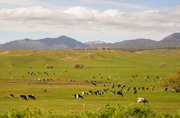 Obraz premium Cute Black White Cows to Pasture 