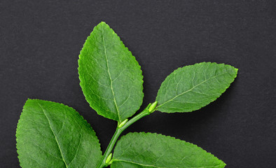Macro shot of a branch of a bilberry bush leaf