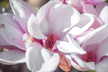 Fototapeta na wymiar Beautiful magnolia bloom on the branch in close up view