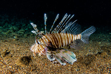 Lion fish in the Red Sea colorful fish, Eilat Israel