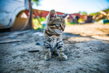 little nice cat on the ground monsieur