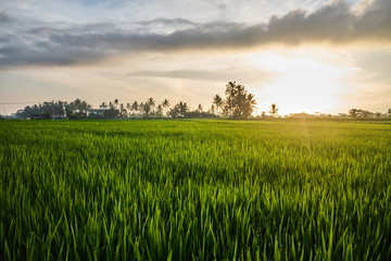 Field with smooth green bright grass at sunset.