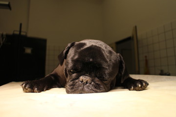 French bulldog in anesthesia on operating table