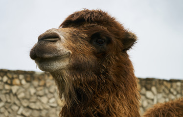 Beautiful furry camel, with stone wall on background, close-up