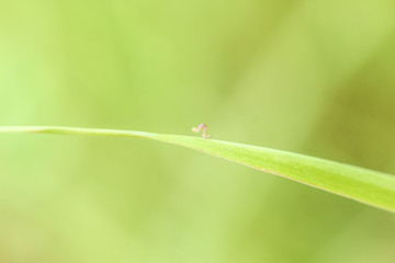 very small caterpillar portrait close-up crawling up blade of grass on green background on bright summer sunny day. concept of winning competition and never giving up. soft focus and copy space