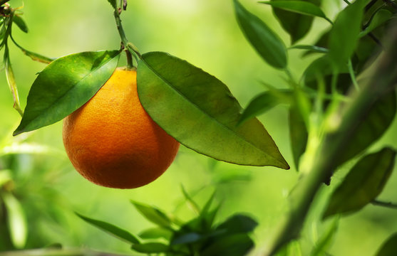Orange tree branch with one fruit in green background