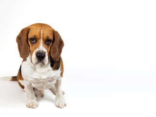 Beautiful Beagle dog on white background. Posing at studio