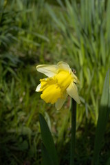 yellow daffodils in the garden