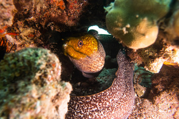 Moray eel Mooray lycodontis undulatus in the Red Sea, eilat israel