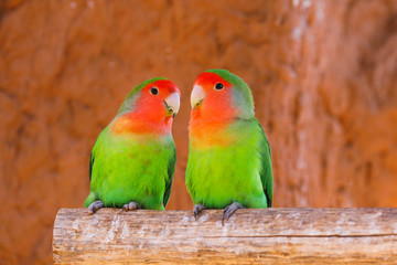 Fototapeta na wymiar parrots couple on a branch