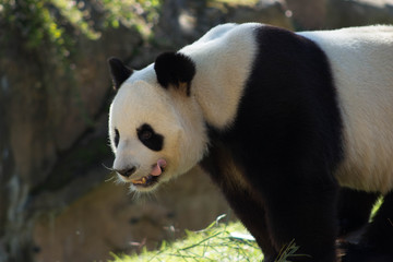 Obraz premium au calme panda 3