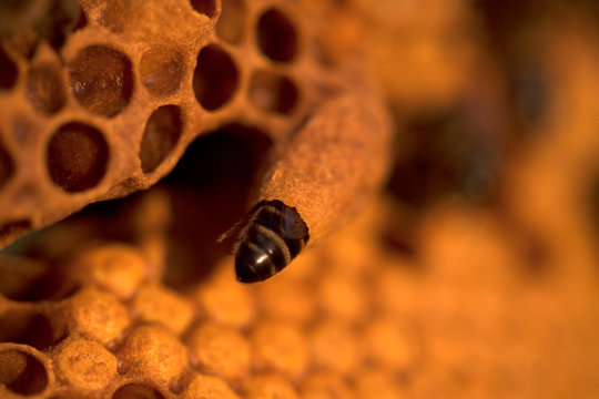 A nurse bee takes care of a queen bee egg in a queen cup on a beehive of the apiary of Puremiel beekeepers in Arcos de la Frontera, Cadiz province, Andalusia, Spain