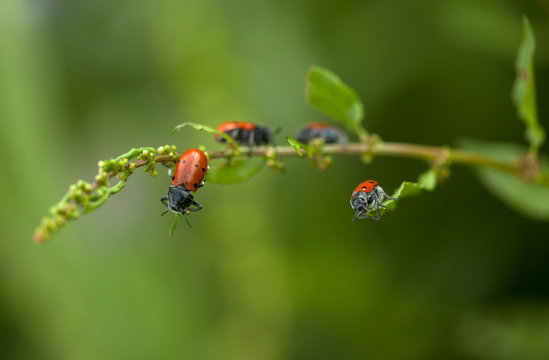 Red bug perch in a plant in Arcos de la Frontera, Cadiz province, Andalusia, Spain