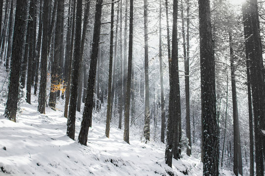 Winter scene with a black pine forest (Pinus nigra) and the sun's rays tthat penetrate the canopy.  On the left side of the picture is a little beech tree ( Fagus sylvatica ) Shot near a place called Studenica, south-western Serbia.