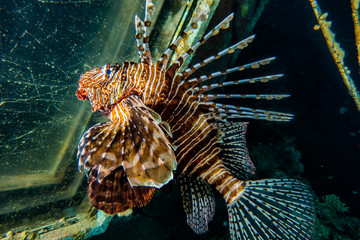 Lion fish in the Red Sea colorful fish, Eilat Israel