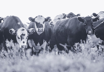 Cows in Countryside,in  Pampas landscape, Argentina