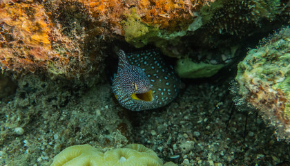 Lion fish in the Red Sea colorful fish, Eilat Israel