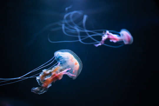 pelagia noctiluca jellyfish underwater