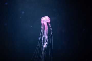 glowing jellyfish chrysaora pacifica underwater - obrazy, fototapety, plakaty