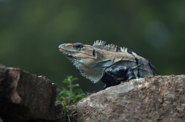 An iguana sunbathes in the Mayan city of Uxmal, Yucatan Peninsula, Mexico