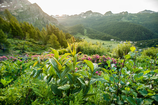 Detail of alpine vegetation with Devero's Valley in background at sunrise. Ossola, Italy.