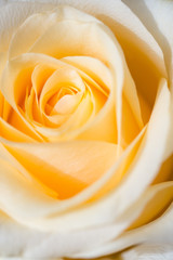 macro shot of beautiful apricotcolor rose flower. floral background