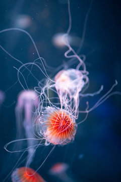 abstract jellyfish chrysaora pacifica underwater