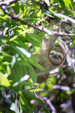 Single sloth climbing tree