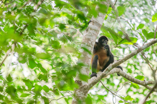 Azuero spider monkey?(Ateles geoffroyi azuerensis), Azuero?Peninsula, Los?Santos Province, Panama