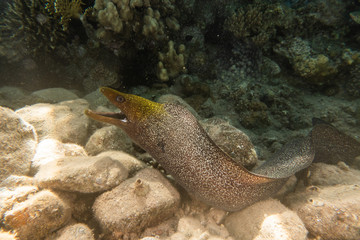 Moray eel Mooray lycodontis undulatus in the Red Sea, eilat israel