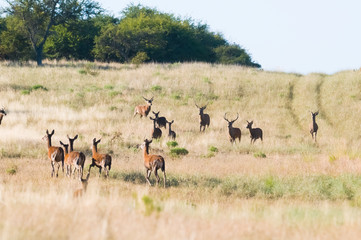 Naklejka na ściany i meble Herd of red deer in La Pampa, Argentina, Parque Luro, Nature Reserve