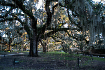Fototapeta premium Live oaks