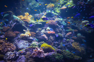 Naklejka na ściany i meble colorful aquarium background with underwater plants