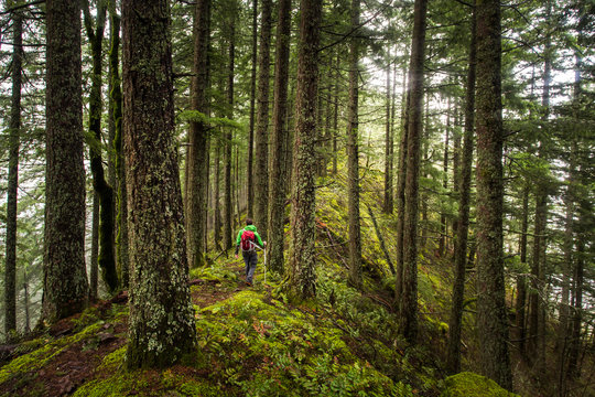 RUCKEL RIDGE, OREGON. A man hiking alone in the woods walks down a mossy ridge on a foggy, misty afternoon.