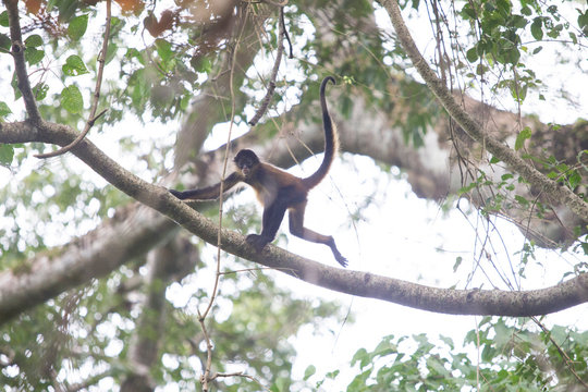 Azuero?spider monkey?(Ateles?geoffroyi?azuerensis), Azuero?Peninsula, Los?Santos Province, Panama