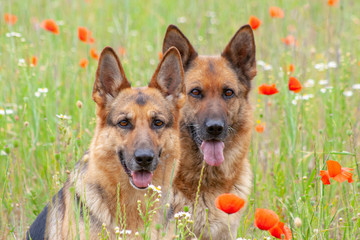 two German shepherds