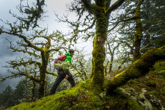 RUCKEL RIDGE, OREGON. A man hiking alone in the woods walks along a mossy ridge covered gnarled trees on a foggy, misty afternoon.