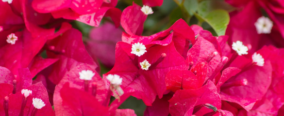 Wide colorful and saturated view of a pattern of bright magenta and pink delicate flowers with small white flowers, in soft light. Wide background image with copy space for text