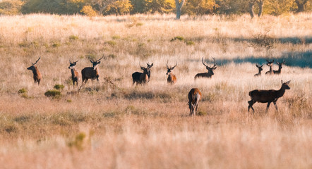 Naklejka na ściany i meble Herd of red deer in La Pampa, Argentina, Parque Luro, Nature Reserve