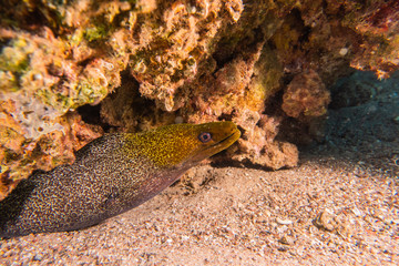 Moray eel Mooray lycodontis undulatus in the Red Sea, eilat israel